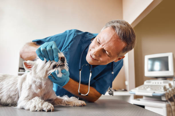 Best Emergency Treatment for Dental Infections or Abscesses in Mountlake Terrace, WA